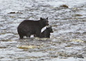 Ursus americanus